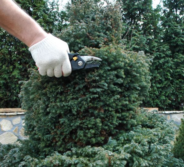 Cost of Ornamental Tree Trimming in Bentonville