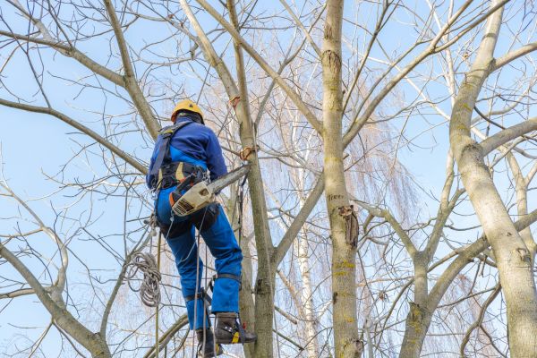 Cost of Large Tree Trimming in Bentonville