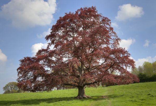Cost of Beech Tree Pruning in Bentonville