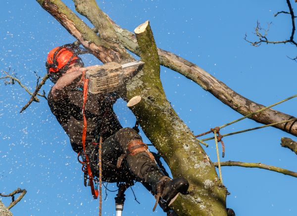 Tree Trimming Service in Bentonville