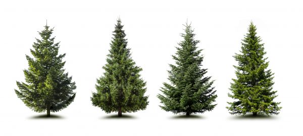 Cost of Pine Tree Trimming in Bentonville