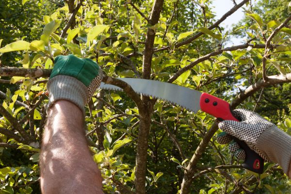 Apple Tree Trimming in Bentonville